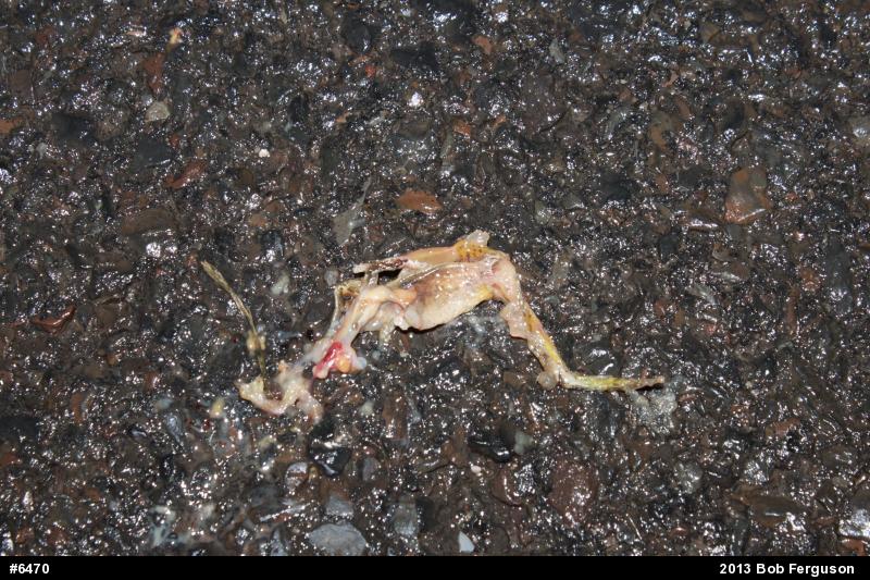 Spring Peeper