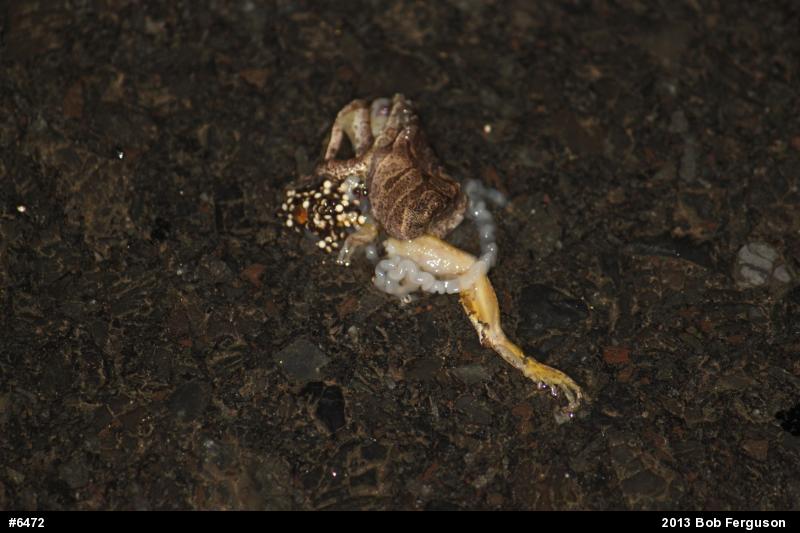 Spring Peeper