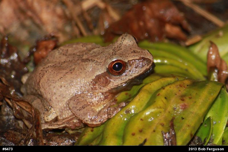 Spring Peeper