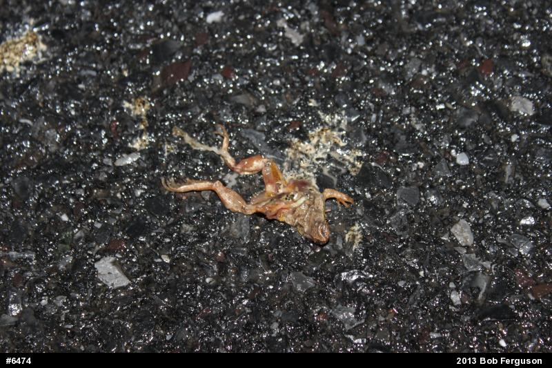 Spring Peeper