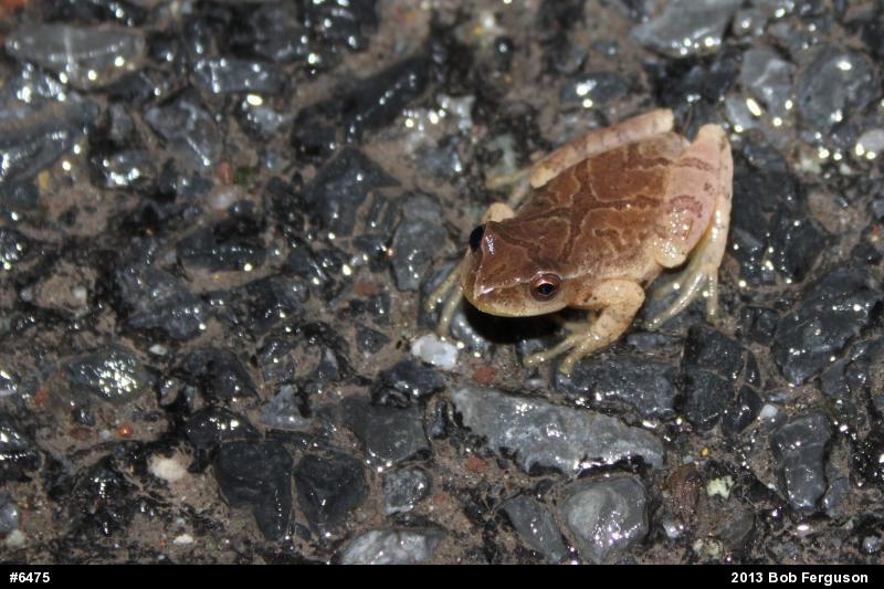 Spring Peeper