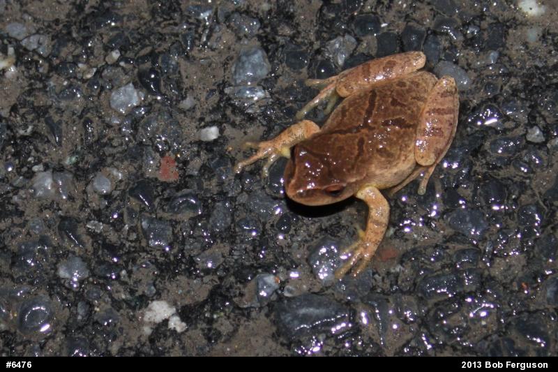 Spring Peeper