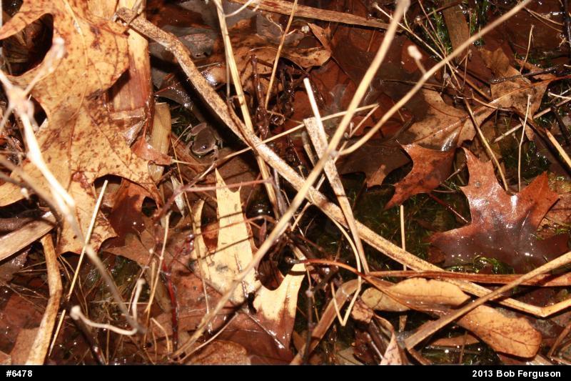 Spring Peeper