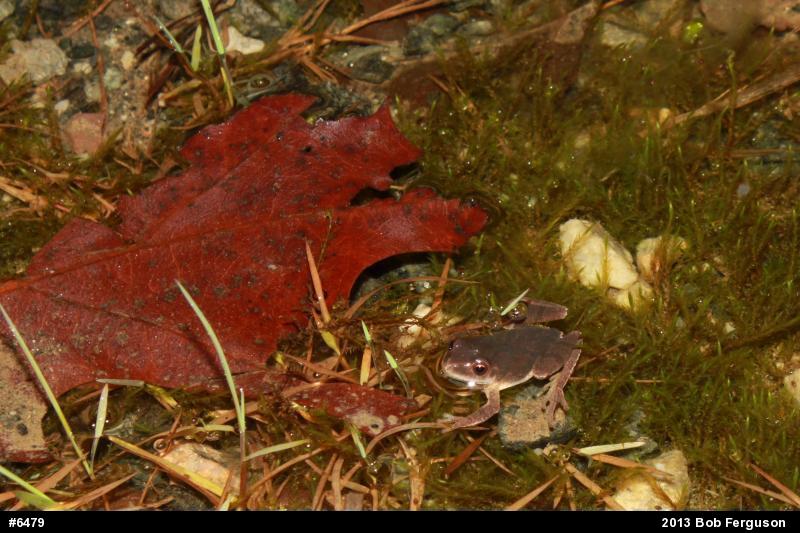 Spring Peeper