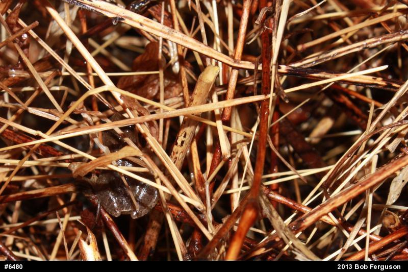 Spring Peeper