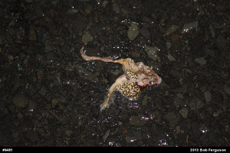 Spring Peeper