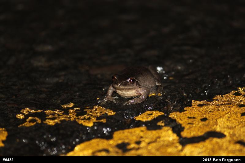 Spring Peeper