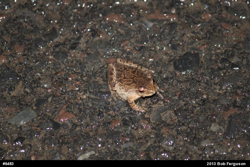 Spring Peeper