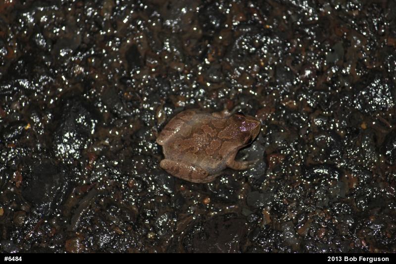Spring Peeper