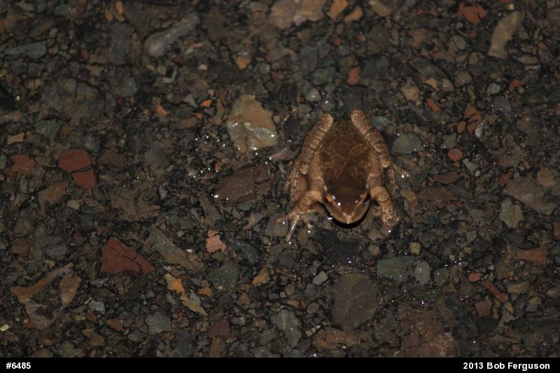 Spring Peeper