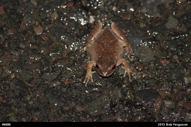 Spring Peeper