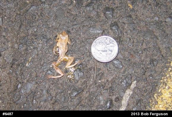 Chorus Frogs