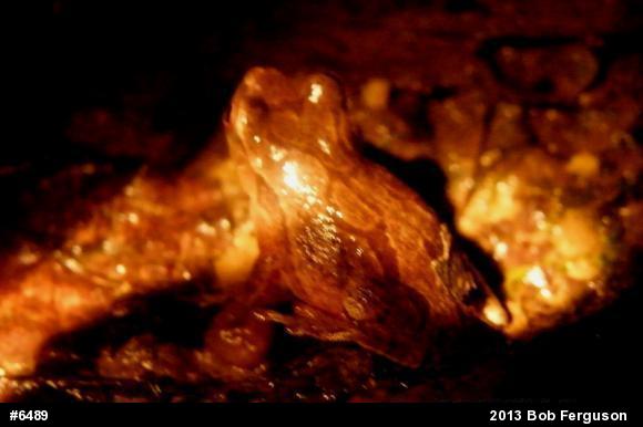 Spring Peeper