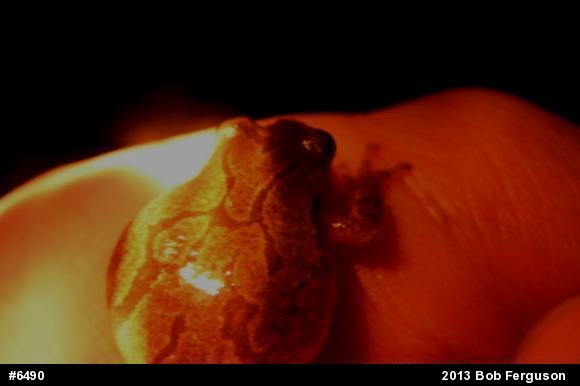 Spring Peeper