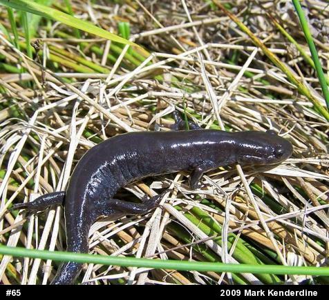 Mole Salamanders