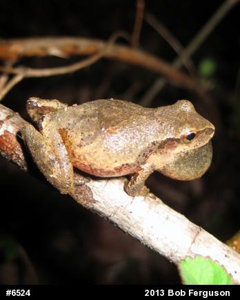 Spring Peeper