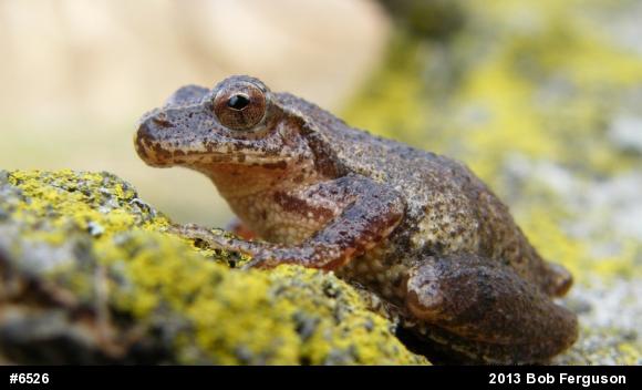 Spring Peeper