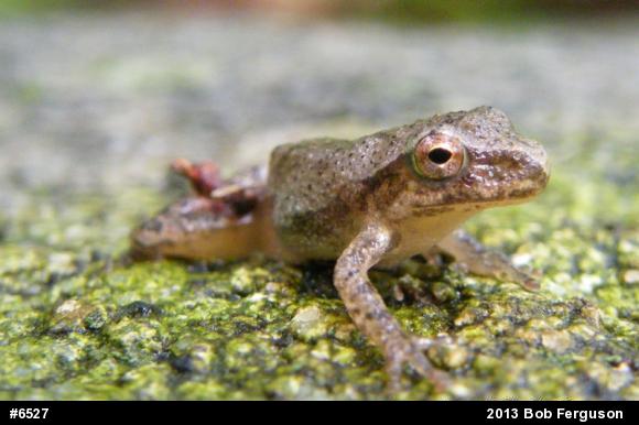 Spring Peeper