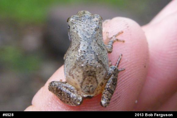 Spring Peeper
