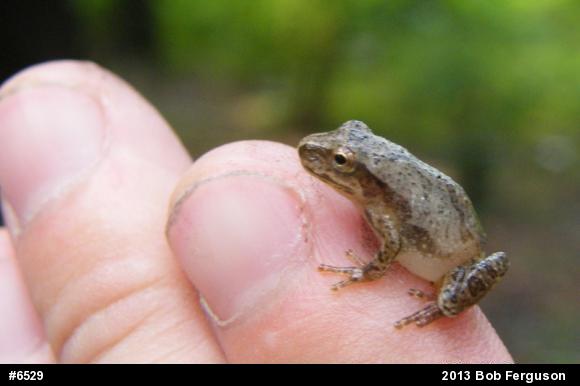 Spring Peeper