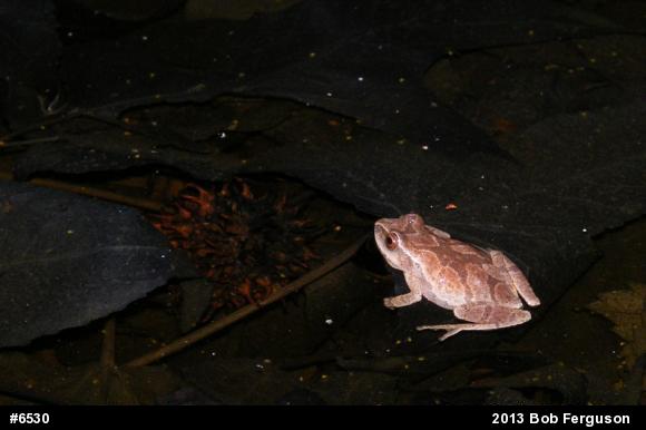 Spring Peeper
