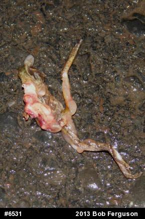 Chorus Frogs
