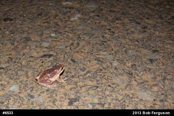 Spring Peeper