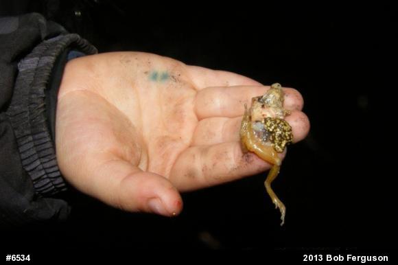 Spring Peeper
