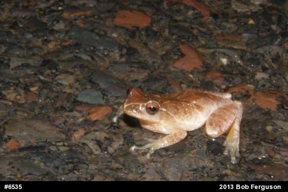 Spring Peeper