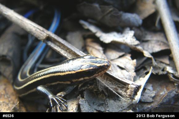 Common Five-lined Skink