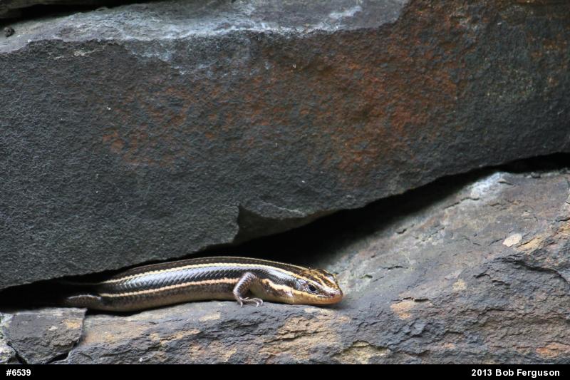 Common Five-lined Skink