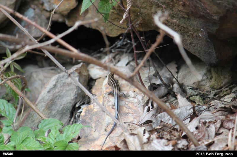 Common Five-lined Skink