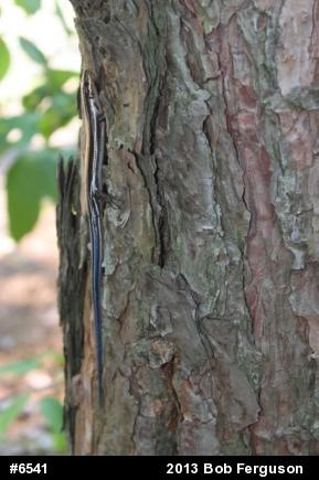 Common Five-lined Skink