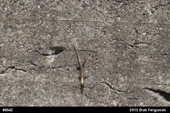 Common Five-lined Skink
