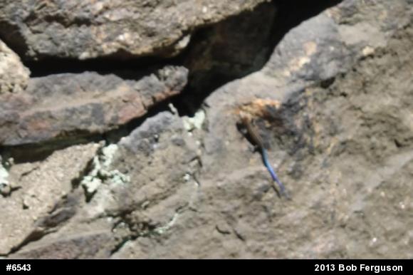 Common Five-lined Skink