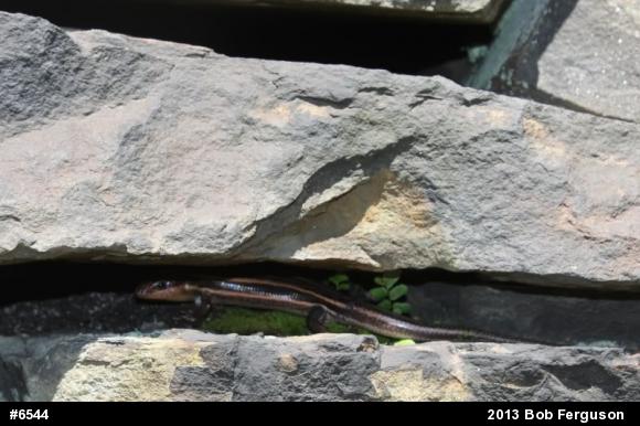 Common Five-lined Skink