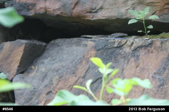 Skinks