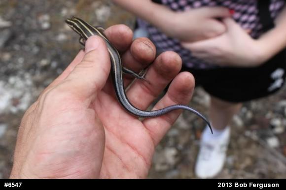 Common Five-lined Skink