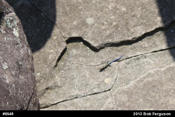 Common Five-lined Skink