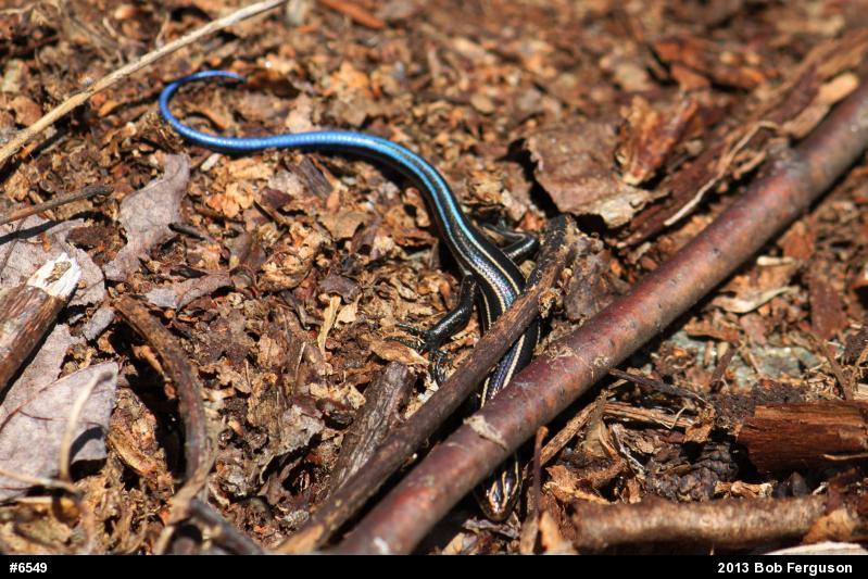 Skinks