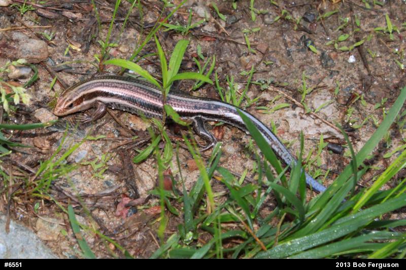 Common Five-lined Skink