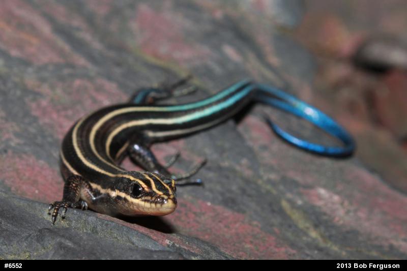 Common Five-lined Skink