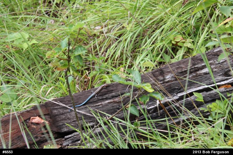 Common Five-lined Skink
