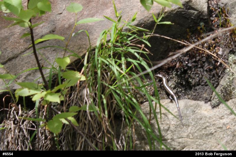 Skinks