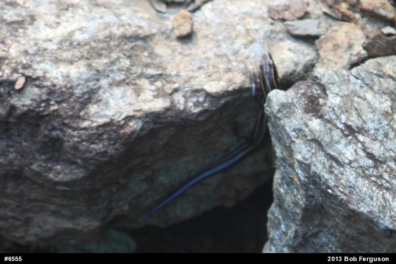 Skinks