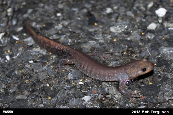 Jefferson Salamander