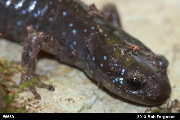 Jefferson Salamander