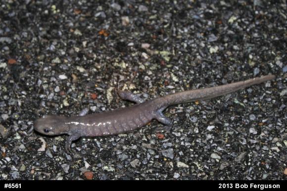 Jefferson Salamander