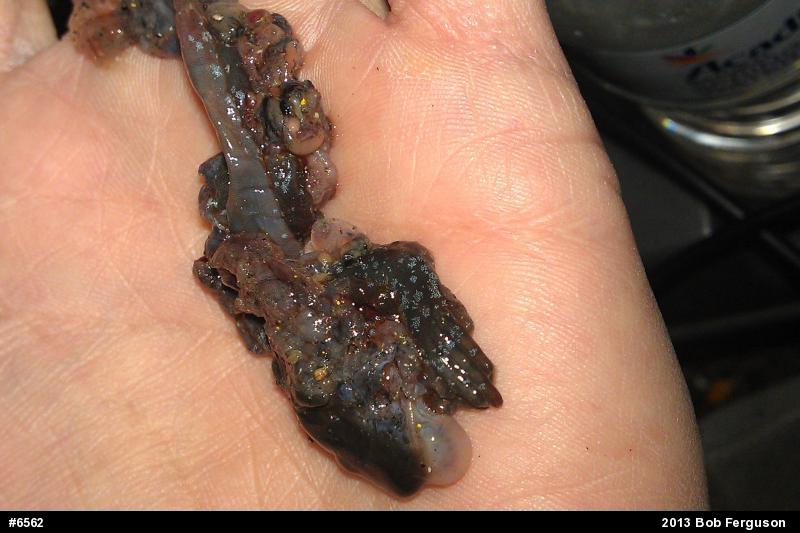 Jefferson Salamander