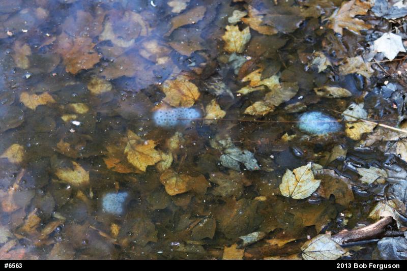 Spotted Salamander